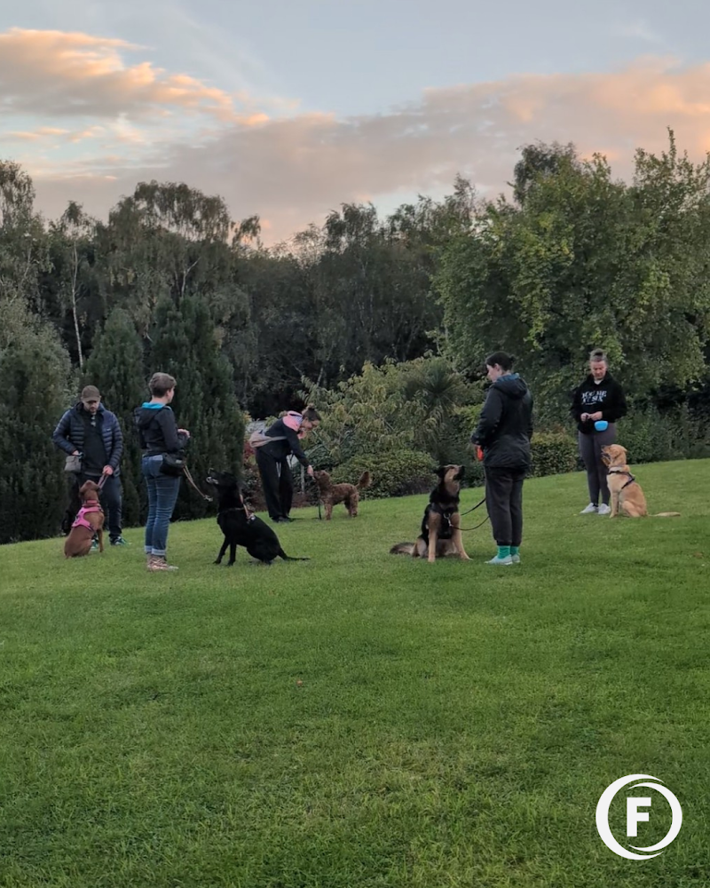 Focus Dog Training cover image