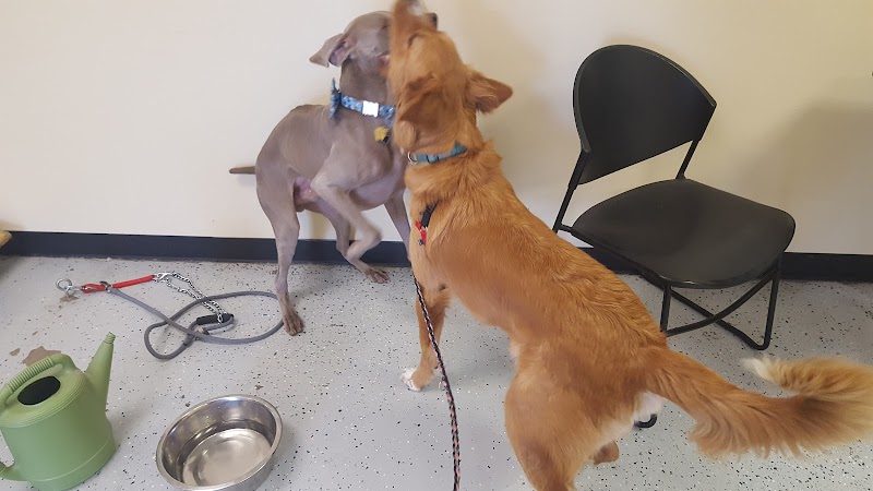 Downtown Animal Care Center cover image