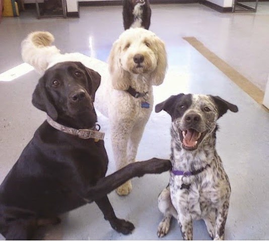 Pets at Play cover image