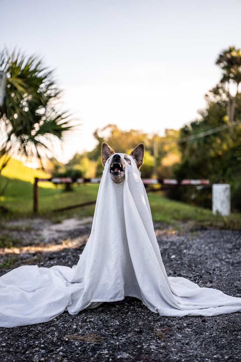 Canine Linguistics - Dog Training and Boarding cover image