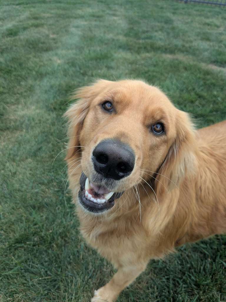 Housebound Hounds cover image