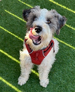 The Fur Seasons Pet Resort cover