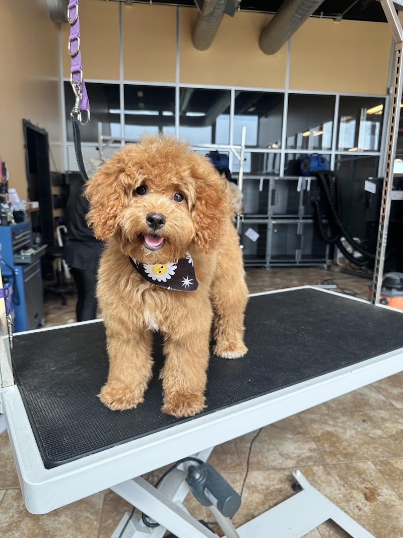 Uptown Hounds cover