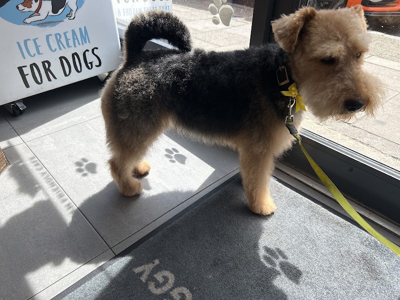 Hair Of The Doggy cover image