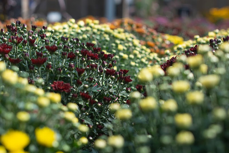 City Floral Garden Center cover image