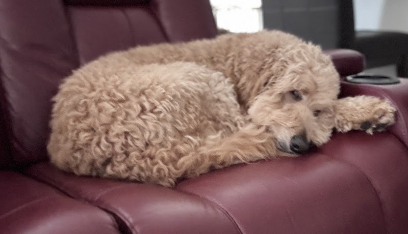 Atlas Doghouse Navy Yard cover image