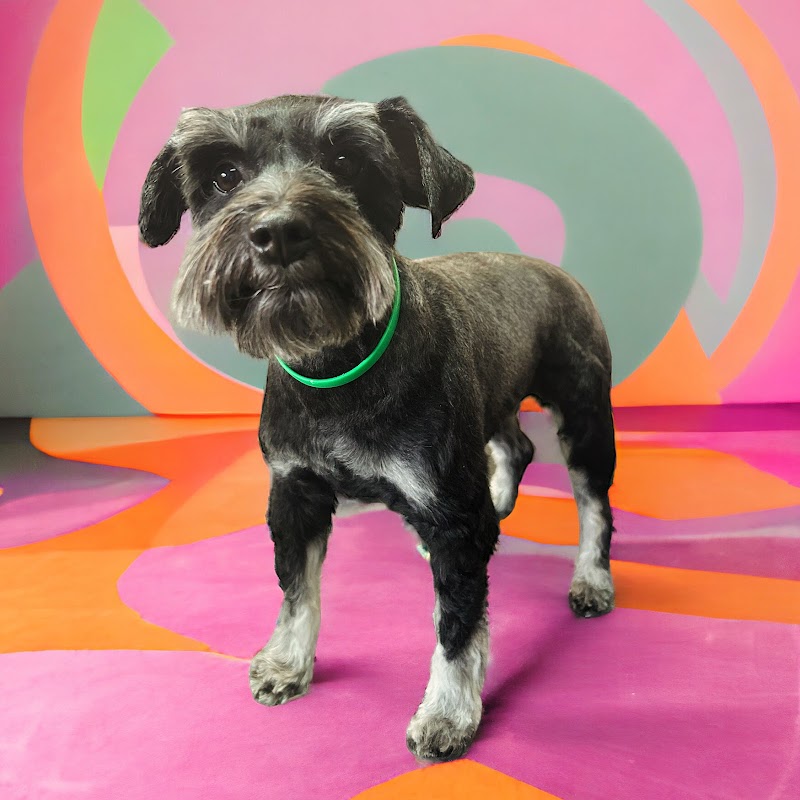 Midtown Mutts cover image