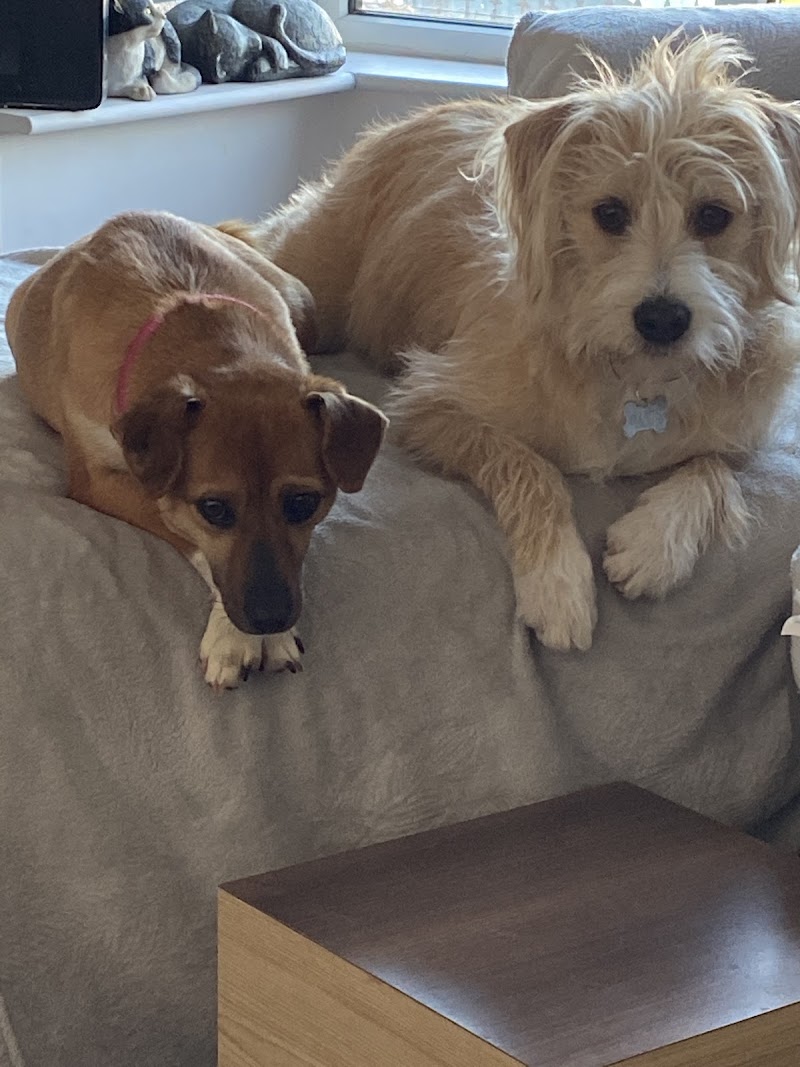 Carlton Boarding Kennels cover image