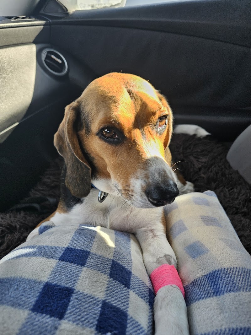 Pine Castle Animal Clinic cover image