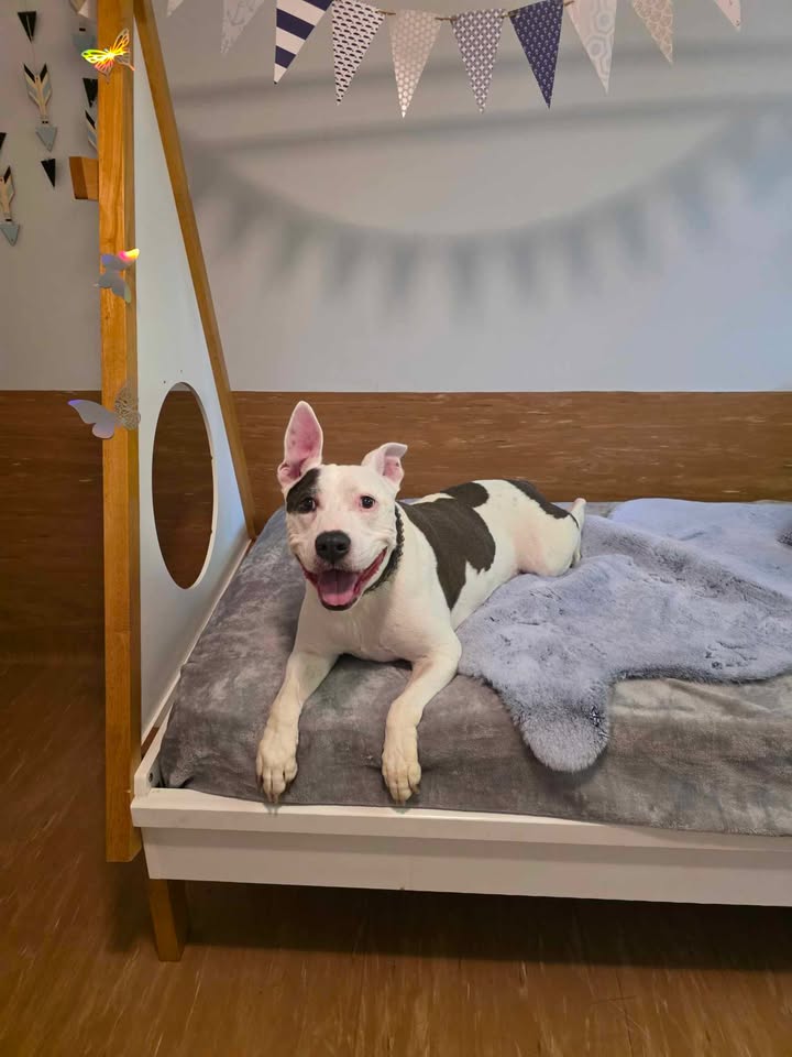 Fetch Pet Stays cover image