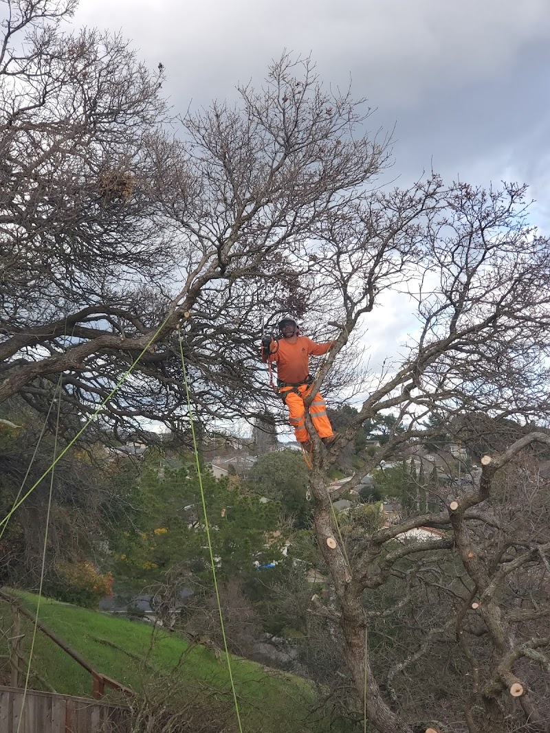 Quality Tree Care Arborist & Tree Removal cover image