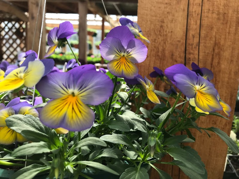 Forget-Me-Not Nursery cover image