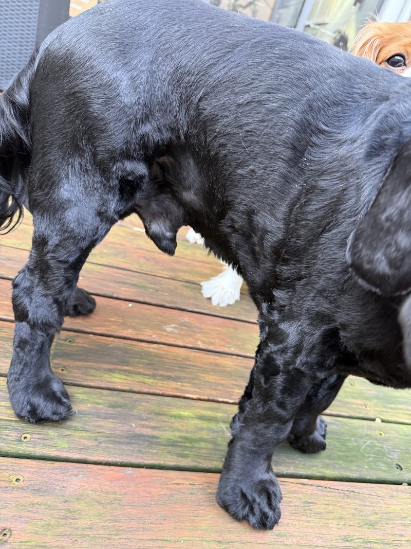 Woof Avenue cover image