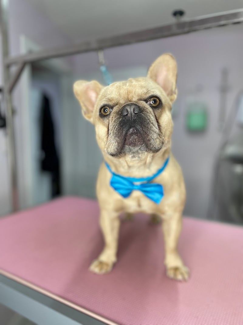 Toni’s Pet Spa & Training Academy cover image