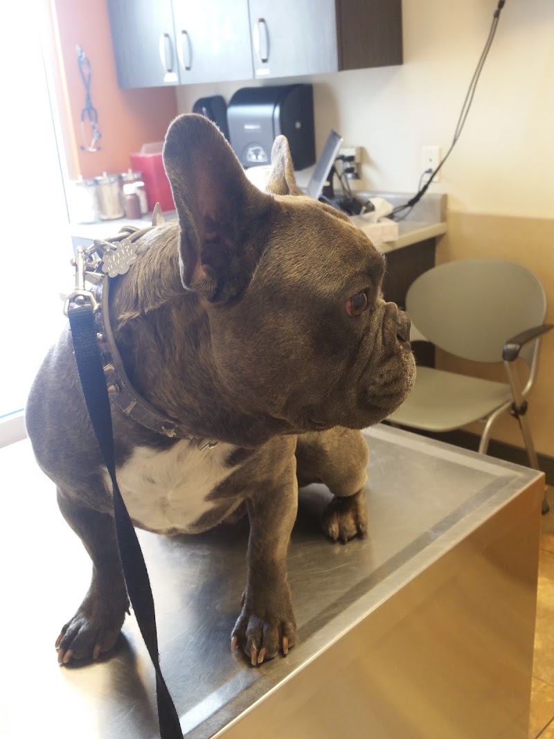 East El Paso Animal Hospital cover image