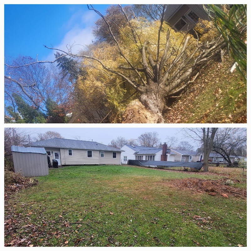 Innovation Tree Services cover image