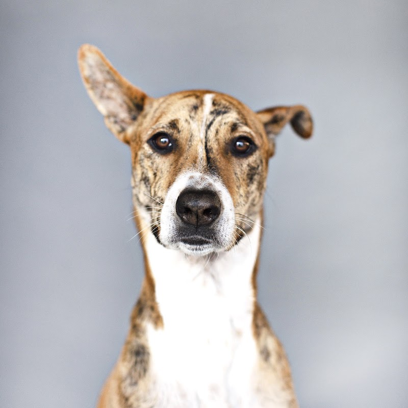 The Salty Dog Studio cover image