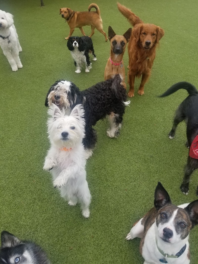 All Paws Stay -N- Play Stayner's Doggie Retreat cover image