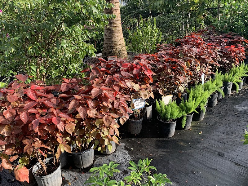 Palm City Palms & Tropical Inc cover image