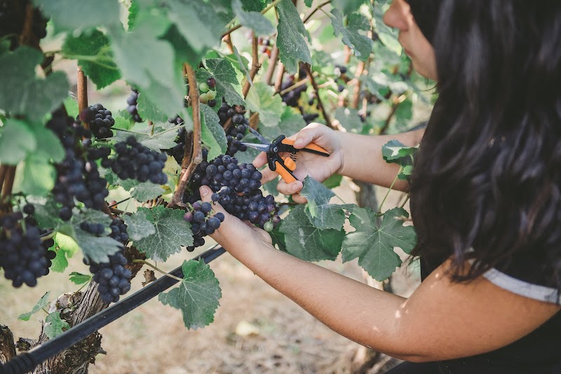 Backyard Vineyards cover image