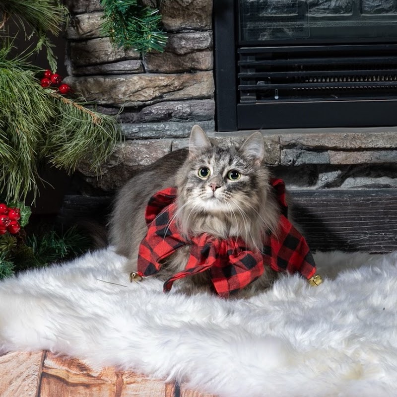 Cat's Cradle Boarding Kennel cover image