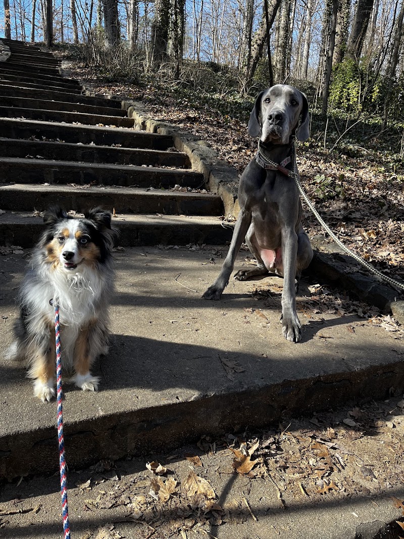 Sit Means Sit Dog Training Greensboro cover image