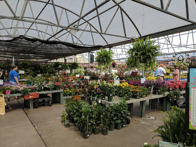 Calloway's Nursery cover image