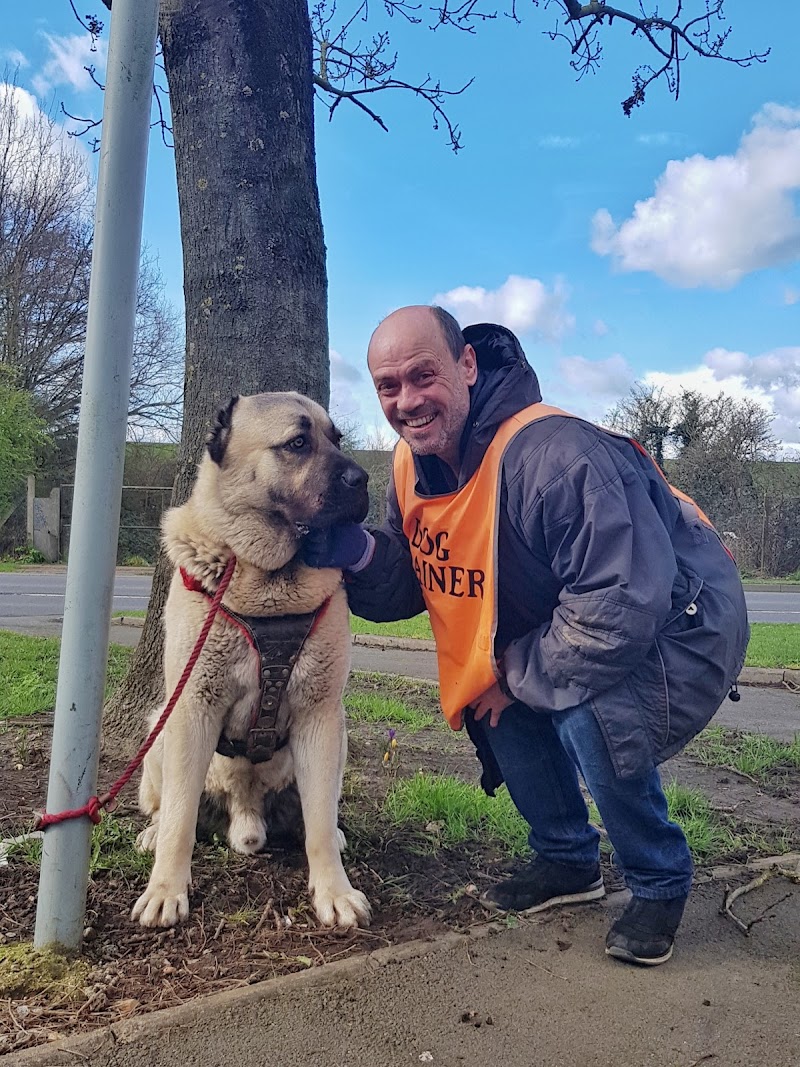Dog Behaviourist & Owner Training cover image