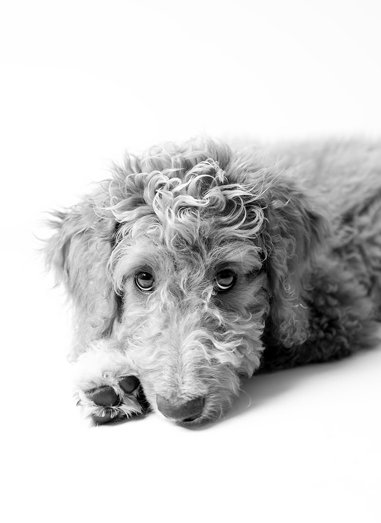 Dogs on Paper cover image