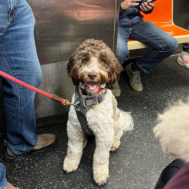 Paws for Thought Dog Training cover image