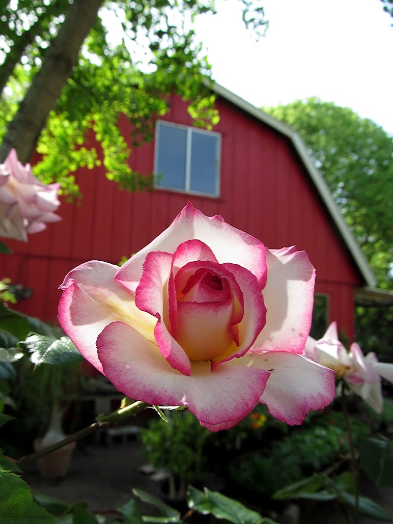 Redwood Barn Nursery cover image