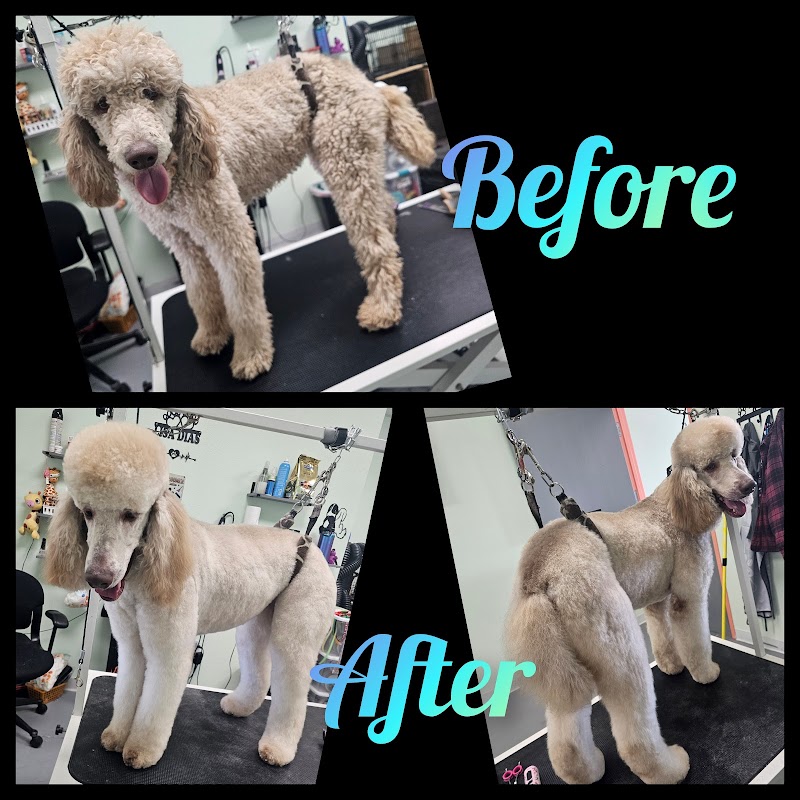 Wags to Riches cover image