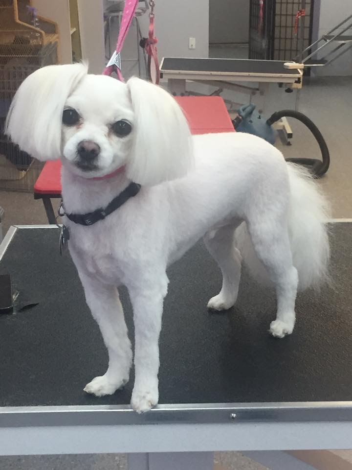 Bonnieland Puppy Parlor