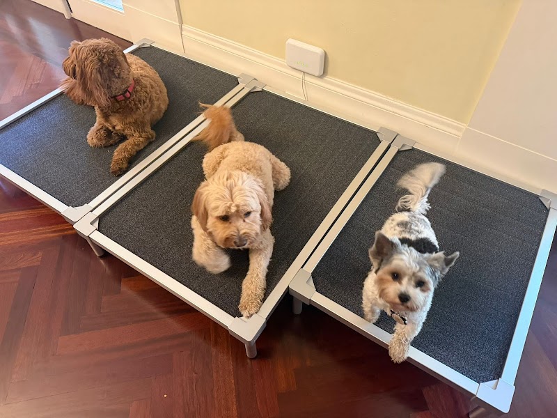 Canine Counselors