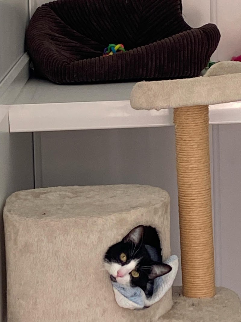 Ferndale Boarding Kennels and Cattery cover image