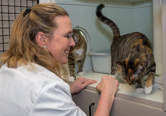 Oak Forest Veterinary Hospital