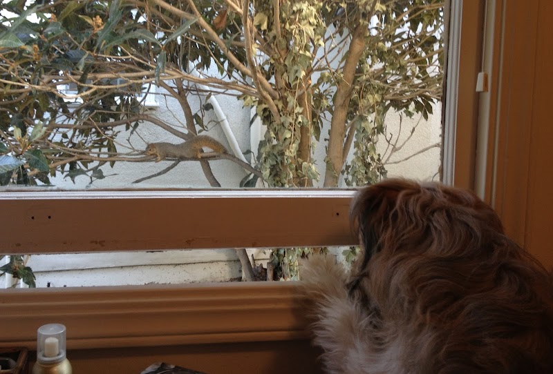 Erica’s Dog Boarding cover image