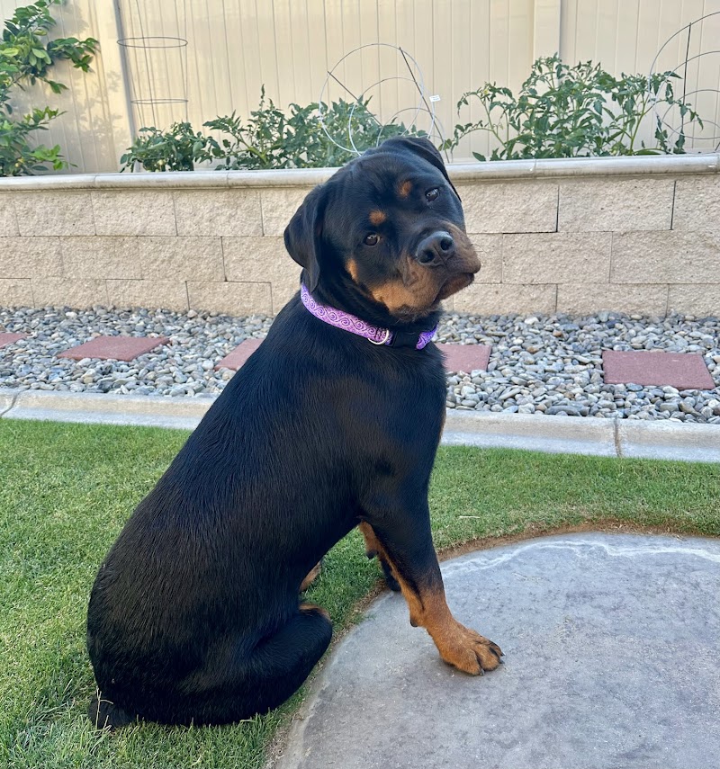 American School Of Dog Obedience Inc. cover image