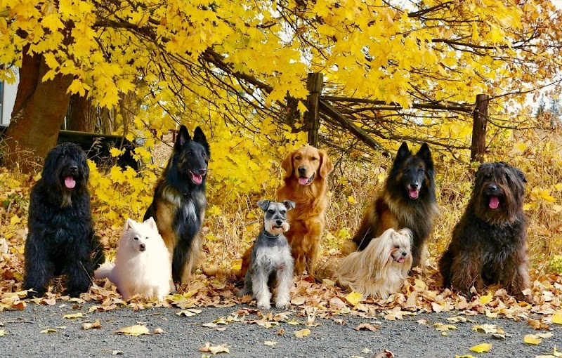 West Plains Canine School cover image
