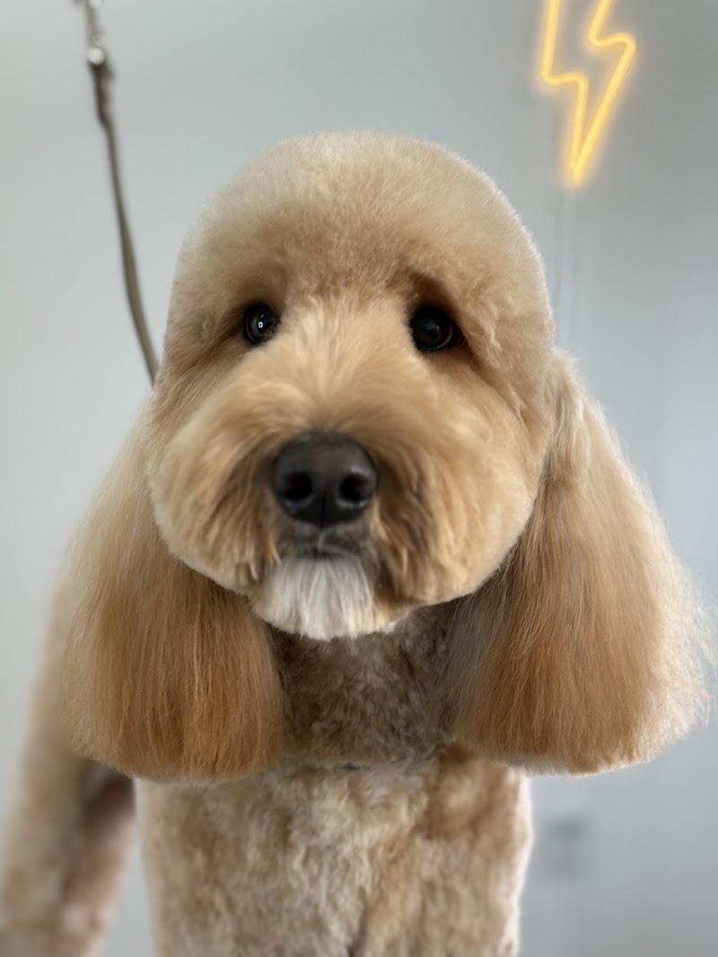 The Dogs Club CLT
