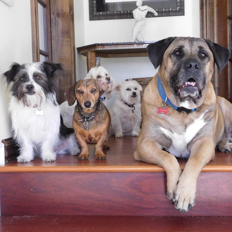 Hi-Collar Dog Training cover image