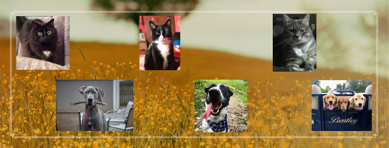 New Haven Pet Hospital