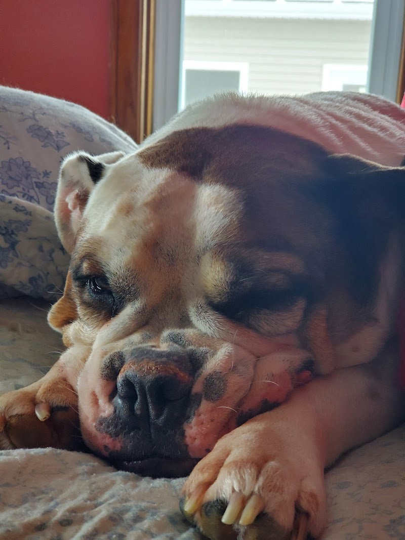 TJ's Pet Sitting and dog walking cover image