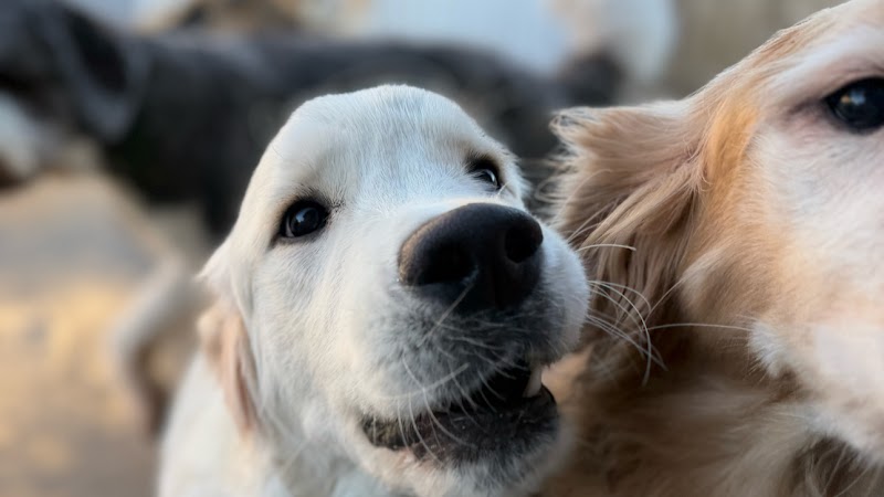 Dog Mansion by Comfy Home Dog Boarding