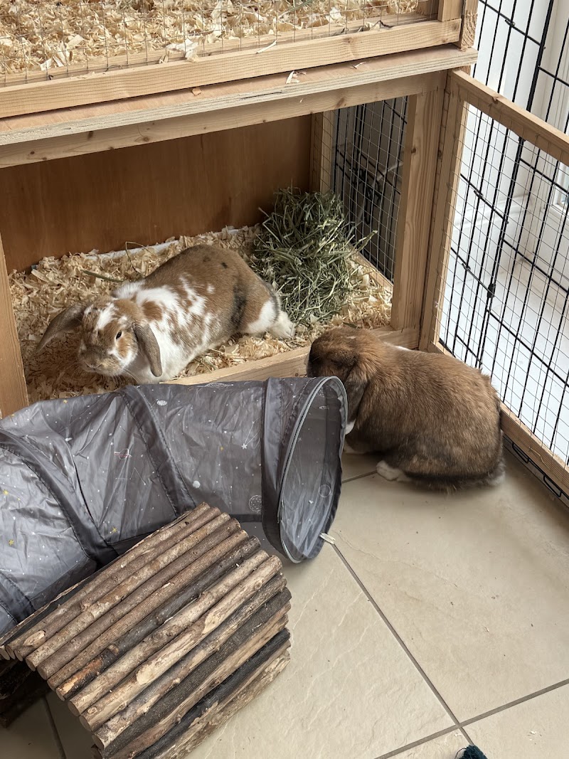 Wimblebun Small Pet Boarding cover image