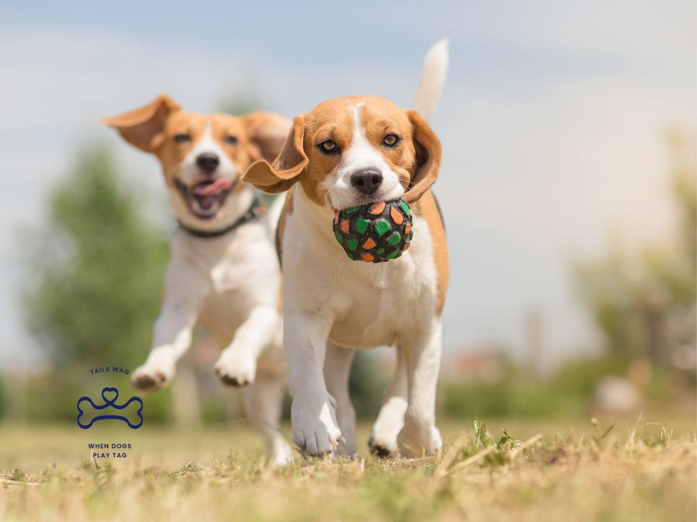 DogTag Dog Daycare and Boarding cover