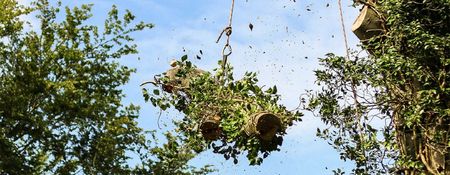 Ben's Tree and Garden Services cover