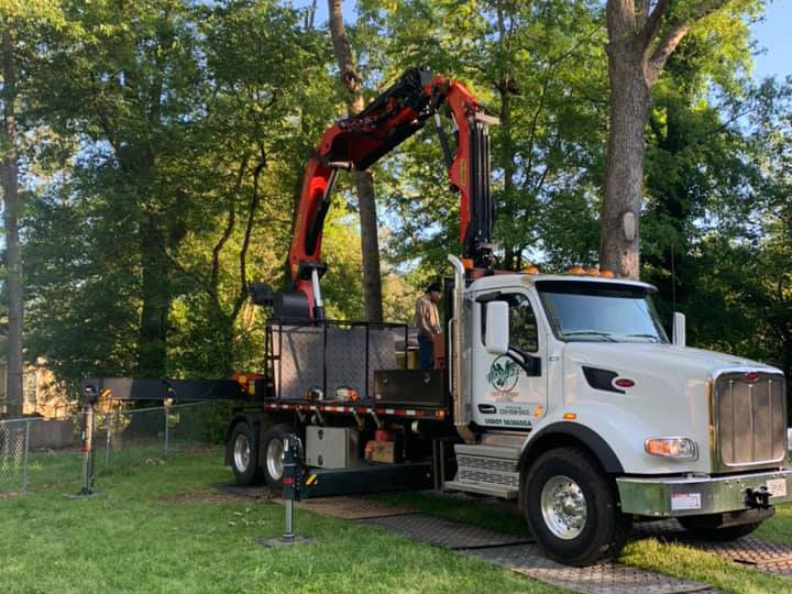 Harper's Tree and Stump Removal cover