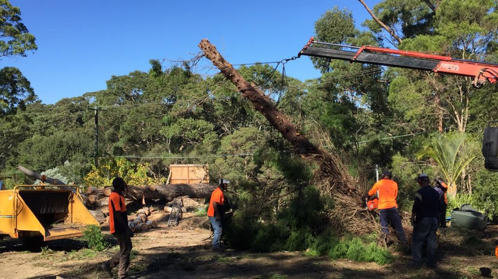 North Shore Tree Loppers cover