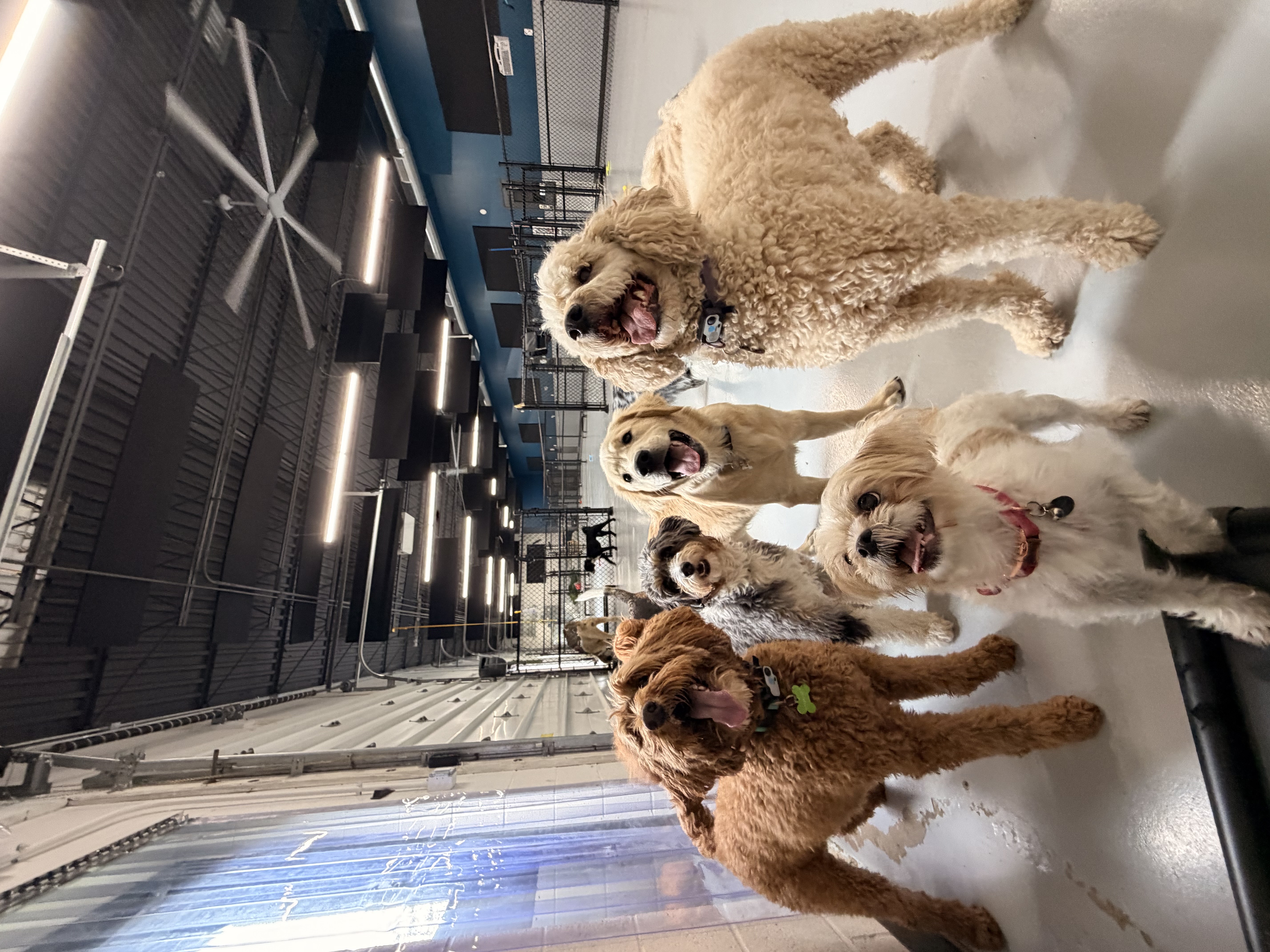 K-11 Canine Care cover